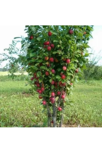 Слива колоноподібна Рубін – ідеальне дерево для невеликих садів